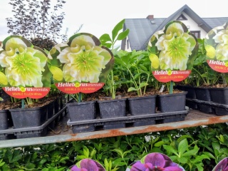 Ciemiernik wschodni ‘Double Ellen White’