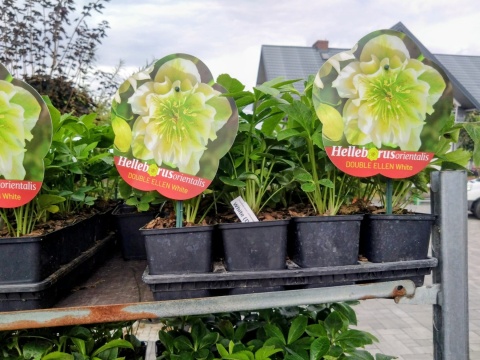 Ciemiernik wschodni ‘Double Ellen White’