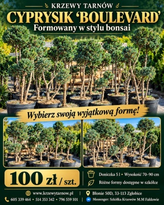 Cyprysik groszkowy ‘Boulevard’ – formowany w stylu bonsai, różne formy