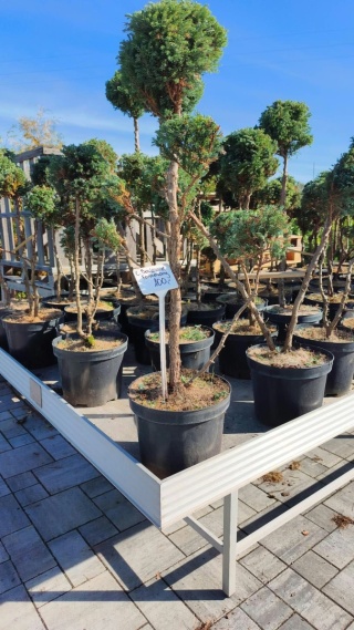 Cyprysik groszkowy ‘Boulevard’ – formowany w stylu bonsai, różne formy