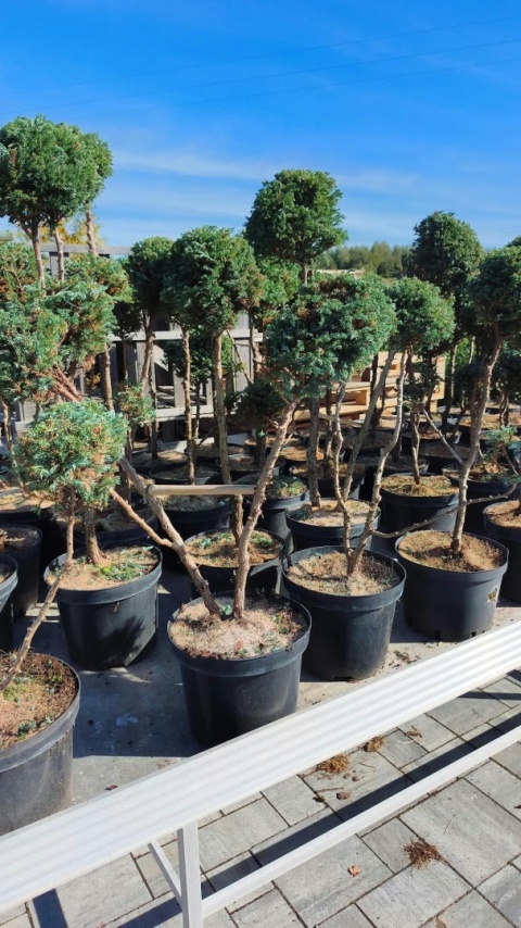 Cyprysik groszkowy ‘Boulevard’ – formowany w stylu bonsai, różne formy