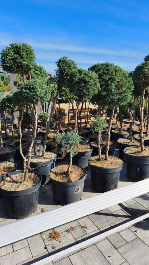 Cyprysik groszkowy ‘Boulevard’ – formowany w stylu bonsai, różne formy