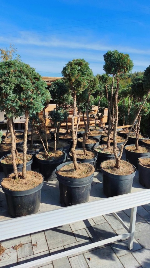 Cyprysik groszkowy ‘Boulevard’ – formowany w stylu bonsai, różne formy