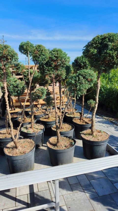 Cyprysik groszkowy ‘Boulevard’ – formowany w stylu bonsai, różne formy