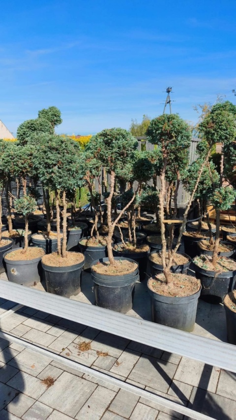 Cyprysik groszkowy ‘Boulevard’ – formowany w stylu bonsai, różne formy