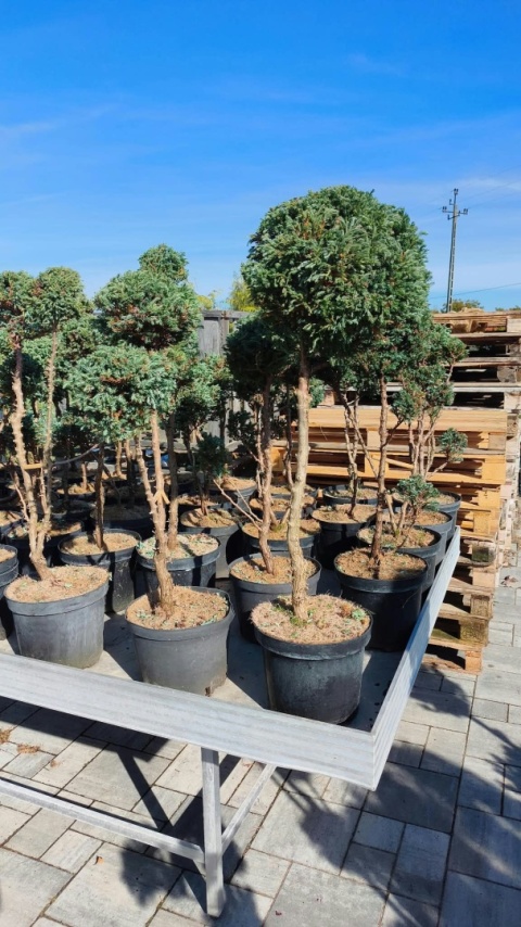 Cyprysik groszkowy ‘Boulevard’ – formowany w stylu bonsai, różne formy
