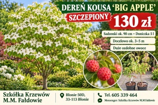 Dereń kousa ‘Big Apple’ szczepiony