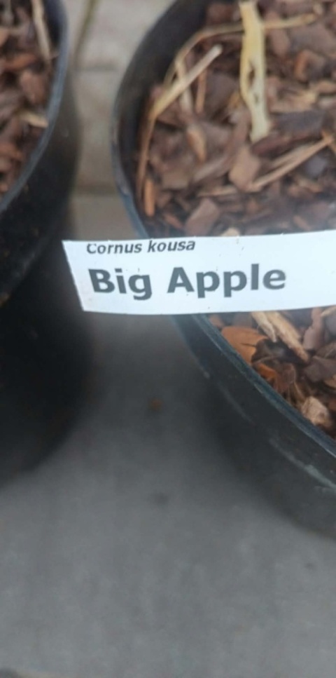 Dereń kousa ‘Big Apple’ szczepiony