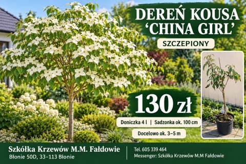 Dereń kousa 'China Girl' szczepiony