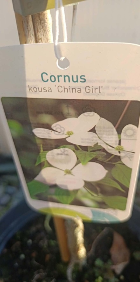 Dereń kousa 'China Girl' szczepiony