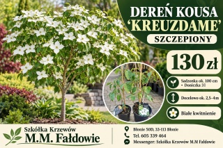 Dereń kousa ‘Kreuzdame’ szczepiony