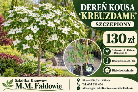 Dereń kousa ‘Kreuzdame’ szczepiony