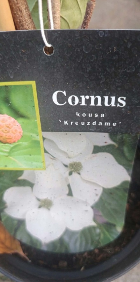Dereń kousa ‘Kreuzdame’ szczepiony