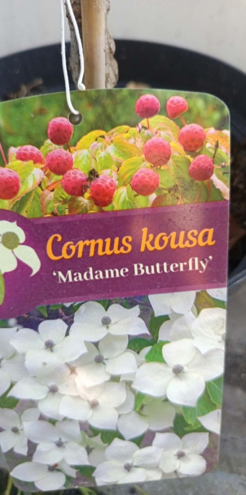 Dereń kousa ‘Madame Butterfly’ - szczepiony