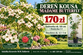 Dereń kousa ‘Madame Butterfly’ - szczepiony