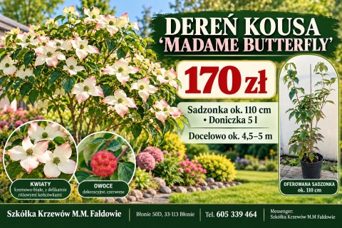 Dereń kousa ‘Madame Butterfly’ - szczepiony