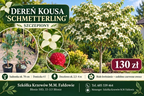 Dereń kousa ‘Schmetterling’ szczepiony
