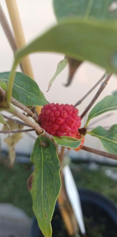 Dereń kousa ‘Schmetterling’ szczepiony