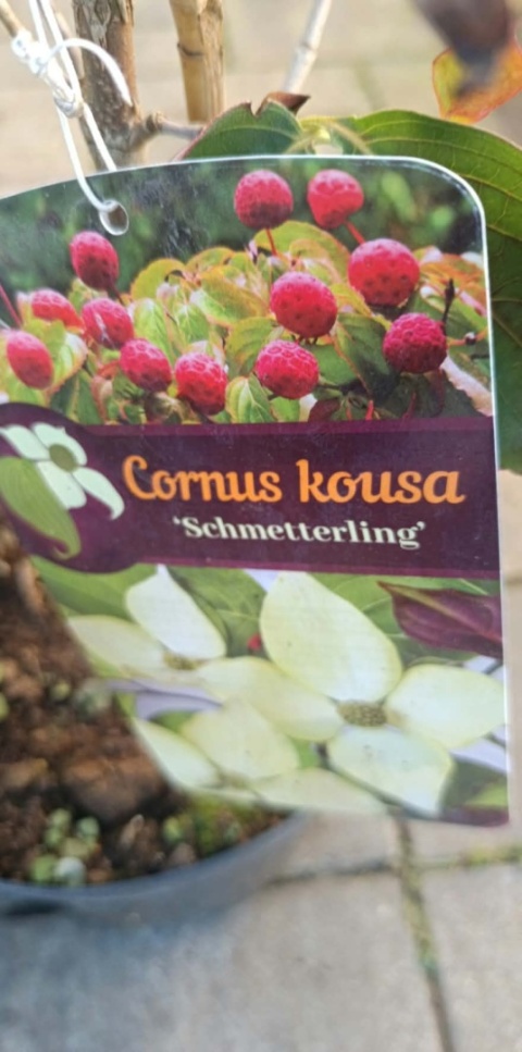 Dereń kousa ‘Schmetterling’ szczepiony