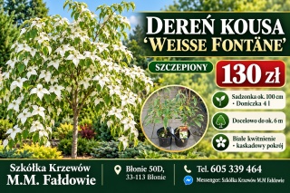 Dereń kousa ‘Weisse Fontäne’ szczepiony