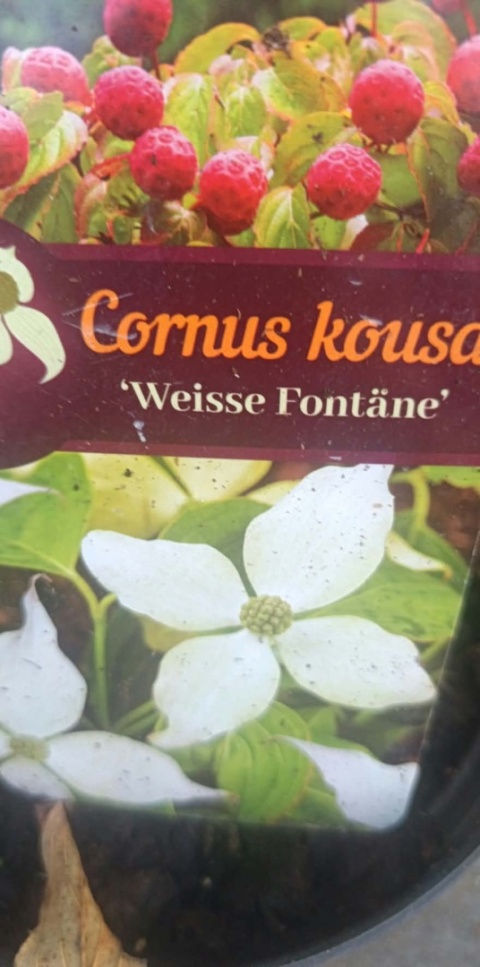 Dereń kousa ‘Weisse Fontäne’ szczepiony