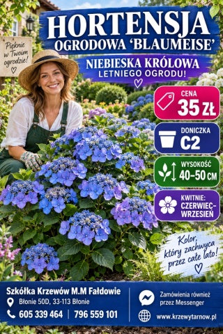 Hortensja ogrodowa ‘Blaumeise’