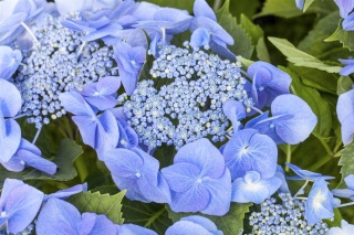 Hortensja ogrodowa ‘Blaumeise’