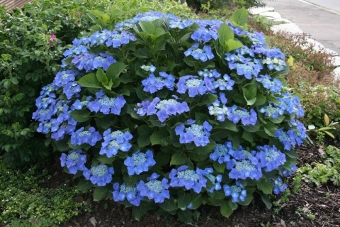 Hortensja ogrodowa ‘Blaumeise’