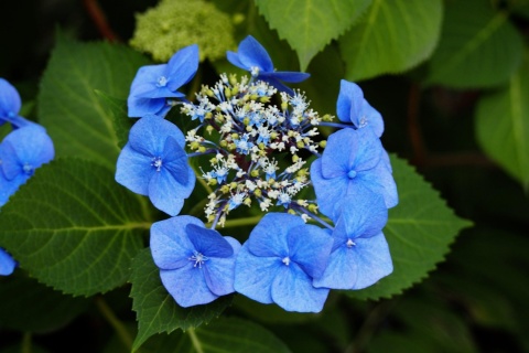 Hortensja ogrodowa ‘Blaumeise’