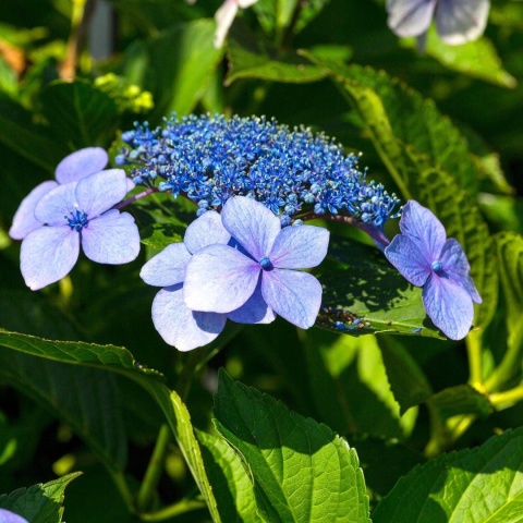 Hortensja ogrodowa ‘Blaumeise’