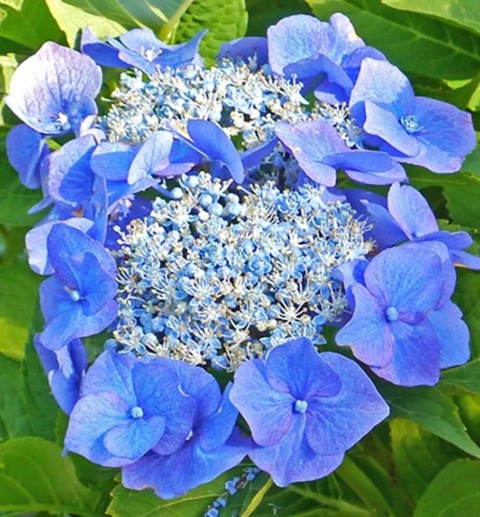 Hortensja ogrodowa ‘Blaumeise’