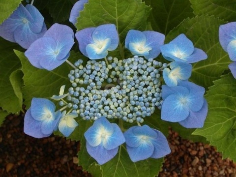 Hortensja ogrodowa ‘Blaumeise’