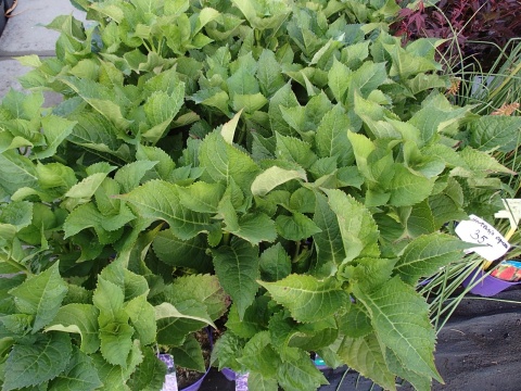 Hortensja ogrodowa ‘Blaumeise’