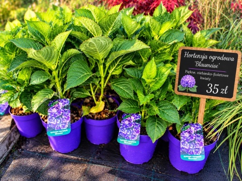 Hortensja ogrodowa ‘Blaumeise’