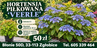 Hortensja piłkowana 'Veerle' - Hydrangea serrata 'Veerle'