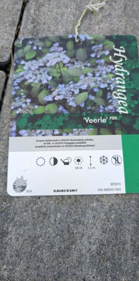 Hortensja piłkowana 'Veerle' - Hydrangea serrata 'Veerle'