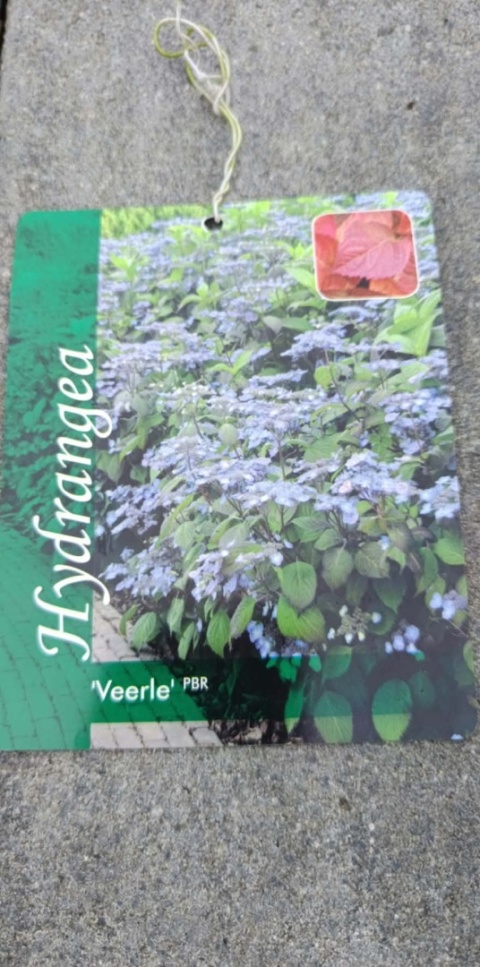 Hortensja piłkowana 'Veerle' - Hydrangea serrata 'Veerle'