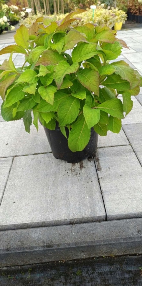 Hortensja piłkowana 'Veerle' - Hydrangea serrata 'Veerle'
