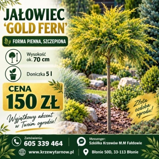 Jałowiec Pfitzera ‘Gold Fern’ – forma pienna szczepiona