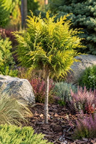 Jałowiec Pfitzera ‘Gold Fern’ – forma pienna szczepiona