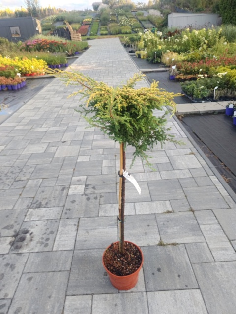 Jałowiec Pfitzera ‘Gold Fern’ – forma pienna szczepiona