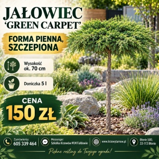 Jałowiec pospolity ‘Green Carpet’ – forma pienna szczepiona