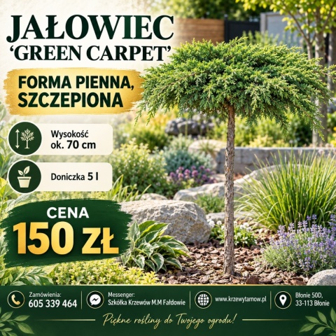 Jałowiec pospolity ‘Green Carpet’ – forma pienna szczepiona