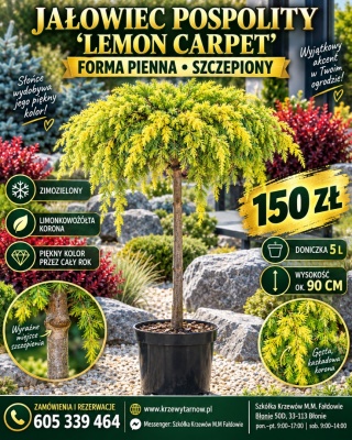 Jałowiec pospolity ‘Lemon Carpet’ – forma pienna szczepiona