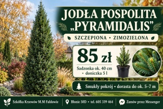 Jodła ‘Pyramidalis’ szczepiona