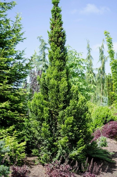 Jodła ‘Pyramidalis’ szczepiona