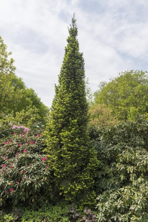 Jodła ‘Pyramidalis’ szczepiona