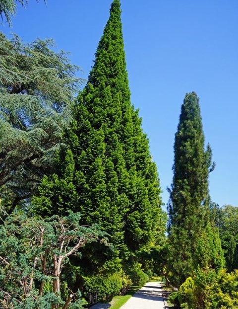Jodła ‘Pyramidalis’ szczepiona
