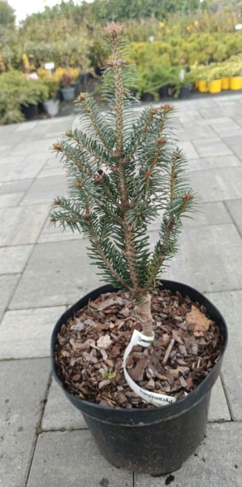 Jodła ‘Pyramidalis’ szczepiona
