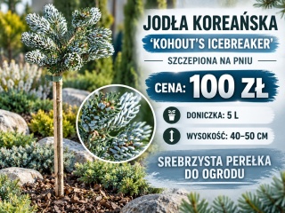 Jodła koreańska ‘Kohout’s Icebreaker’ szczepiona na pniu